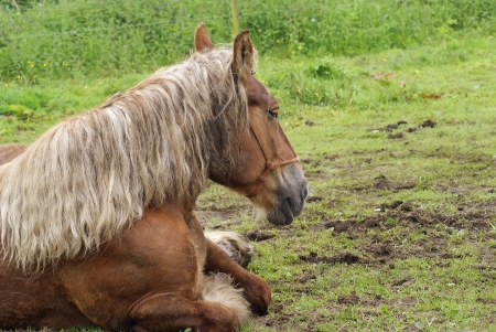 horse,resting in the grassの写真素材