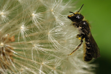 small wasp,sitting on a dandelion seeds
