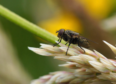 a fly,sitting on blade of grass                 
