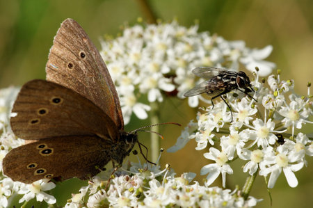 butterfly and a fly,drinking nectar