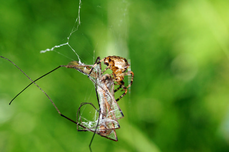 spin met prooiの写真素材