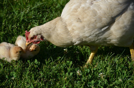 White broody hen is taking care of young chicks.