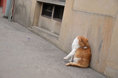 Cat on a pathの写真素材