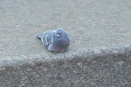 Dove is sitting on the marble slab の写真素材