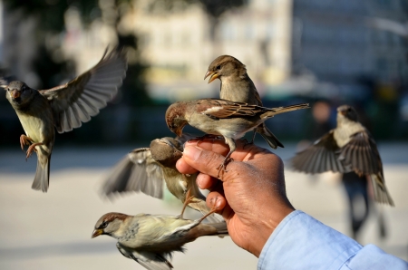 Birds are feeding on handの写真素材