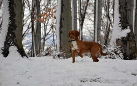 Winter walk with a dogの写真素材