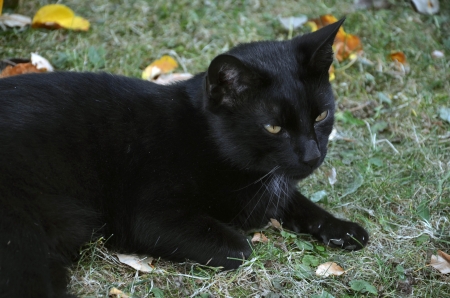 Black cat still lay on the grassの写真素材