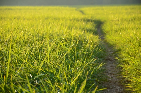 Green meadow in the sunshine in the eveningの写真素材