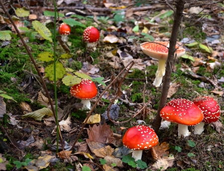 Close photography of fly mushroom in a forestの写真素材