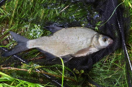 Catched fish (Abramis Brama) on the bank in drop netの写真素材