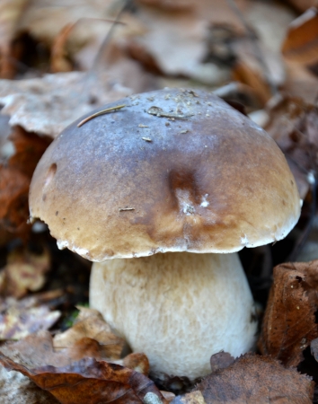 Macro photography of very delicious mushroom  Boletus reticulatus の写真素材