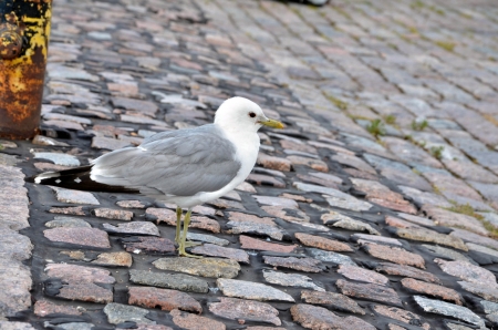 The gull on stone path in harbourの写真素材