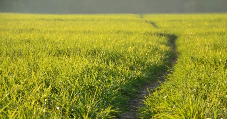 Green meadow in the sunshine in the eveningの写真素材