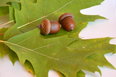 Mellow acorns next to the oak leaf on white backgroundの写真素材