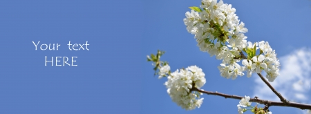 White blossom of cherry tree against blue skyの写真素材