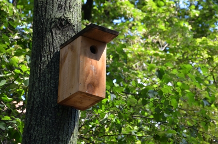 Bird box on the oak tree in the forestの写真素材