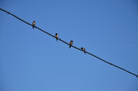 Four swallows are sitting on electric wireの写真素材