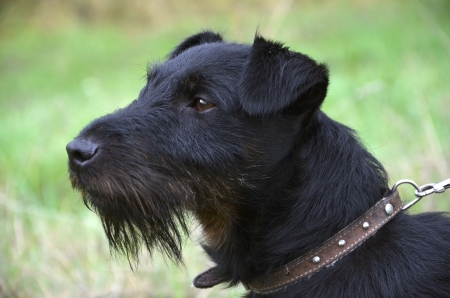 Black terrier is standing on the meadowの写真素材