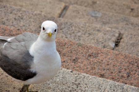 One sea gull stands on the steps and watchesの写真素材