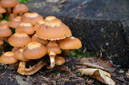 Mushroom in forest