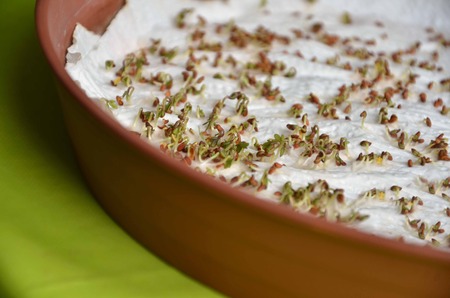 Sprouted seeds of cress on paper napkinの写真素材