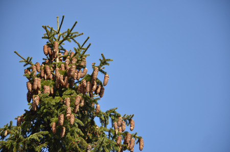 Top of the spruce fir tree with many cones, blue sky in backgroundの写真素材