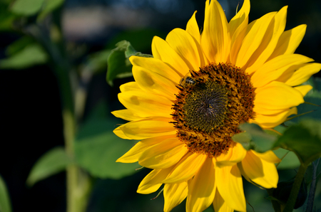 Honey bee on sunflower in bloom collect flower nectar and pollen in sunshineの写真素材