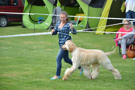 Stranavy, Slovakia - September 10, 2017: Woman runs with dog - Afghan hound within local dog showのeditorial素材