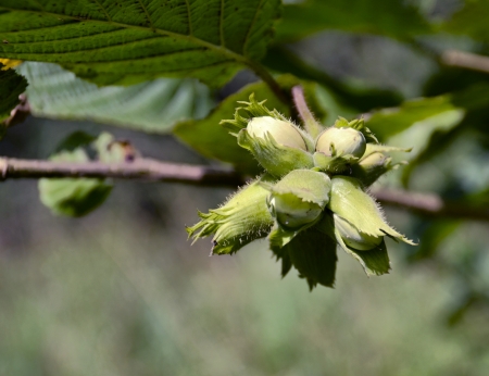 hazelnuts on a branchの写真素材