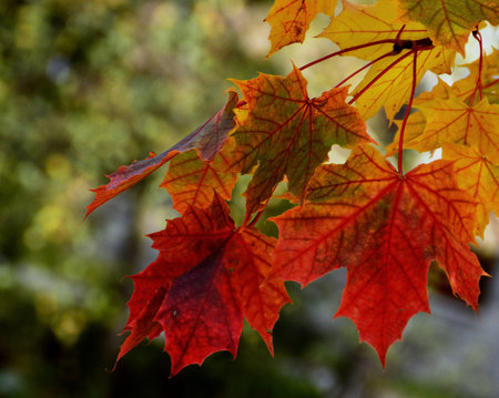 background of yellow autumn maple leaves purplish red