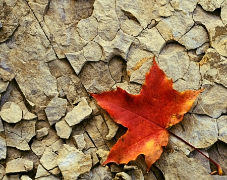 colored maple leaf on cracked stone backgroundの写真素材