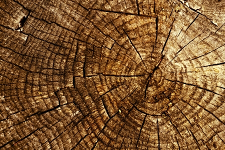 background or texture spruce stump brown colorの写真素材