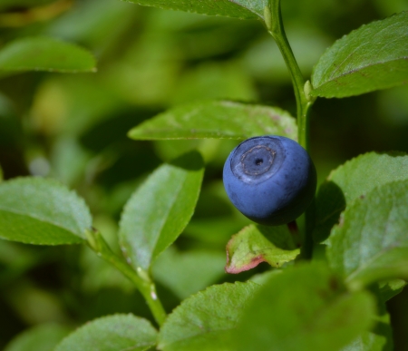 background blue fruit and green leaves of blueberryの写真素材
