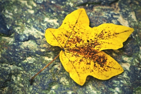 background maple yellow tree leaf on stonesの写真素材
