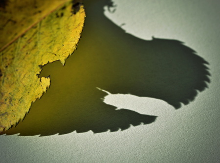 background ghostly shadow yellow autumn leavesの写真素材