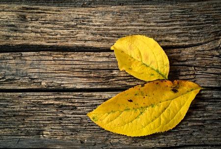 abstract season background yellow leaves on woodの写真素材
