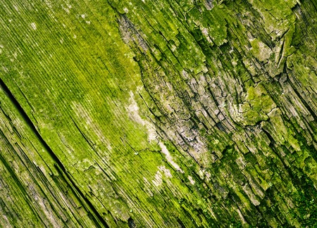 abstract background or texture green rotten old woodの写真素材