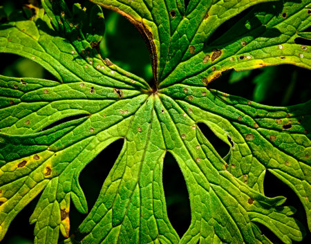 background or texture abstract detail of autumn leaves