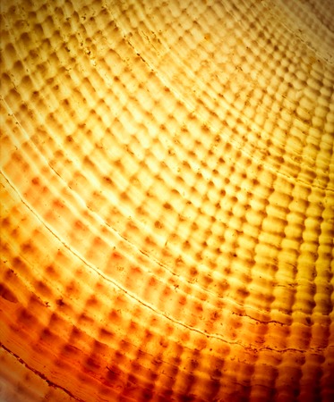 abstract background or texture Sea shells against the light of the sunの写真素材