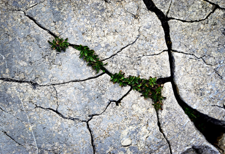 background Plants for fissured blue rockの写真素材