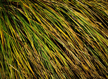 abstract background or texture clump of grass