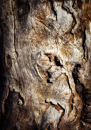 background abstract structures on an old tree trunkの写真素材