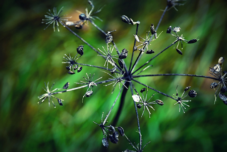 seasonal Shrunken plant on a green backgroundの写真素材