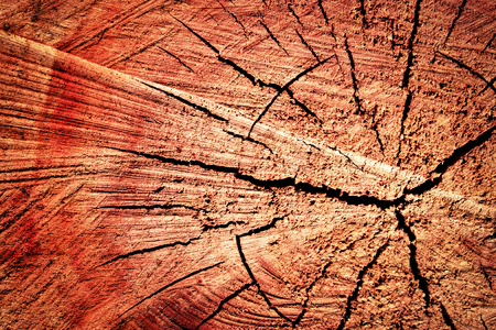 abstract background or texture detail of sawn tree trunkの写真素材