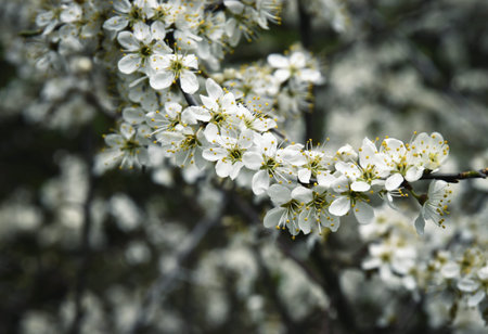 nature background White flowers of blackthorns