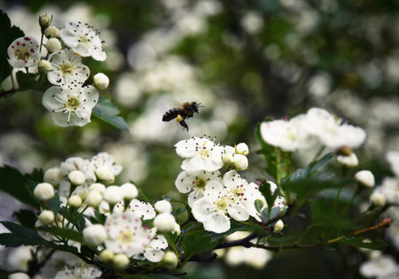 Nature background Bee over flowers