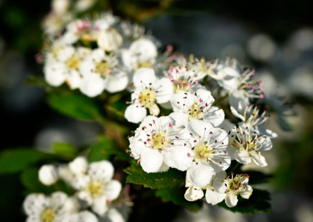 nature seasonal background Small hawthorn flowersの写真素材