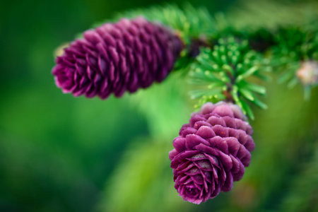 nature seasonal background A purple spruce flowerの写真素材