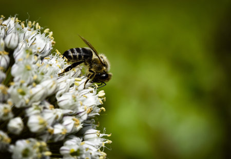 nature background Bee on lunch