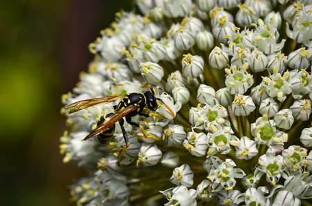 nature background wasp on the white flower bloomsの写真素材